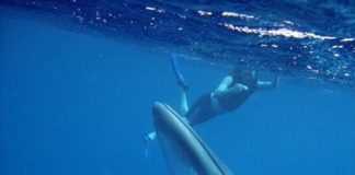 Als Hobbyforscher ans Great Barrier Reef: Im Norden Queenslands Zwergwalen begegnen