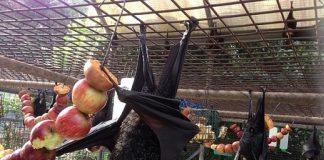 Queensland: Ein Krankenhaus nur für Fledermäuse