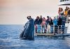Walbeobachtungssaison in Queensland beginnt schon einen halben Monat früher