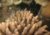 „Coral Spawning“: Mitte November ist Paarungszeit am Great Barrier Reef