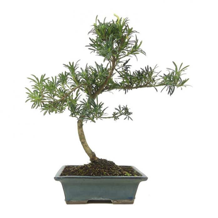 hochzeitsbaum_Steineibe_2